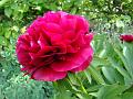 2011-0507-1410_Peony_23,1C